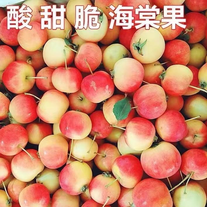 正宗东北沙果黄太平海棠小苹果老苹果