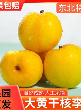 大黄李子干核吉林市新鲜应季李子干碗东北特产现摘现发酸甜正宗