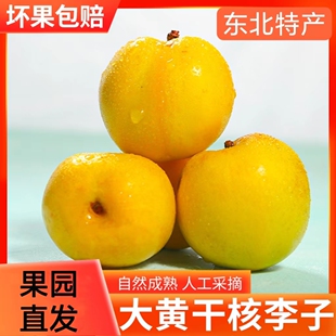 大黄李子干核吉林市新鲜应季李子干碗东北特产现摘现发酸甜正宗