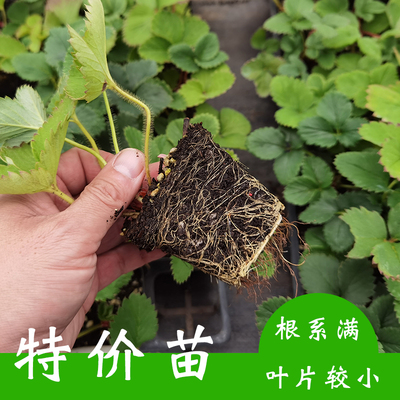 特价瑕疵处理对版品种草莓苗