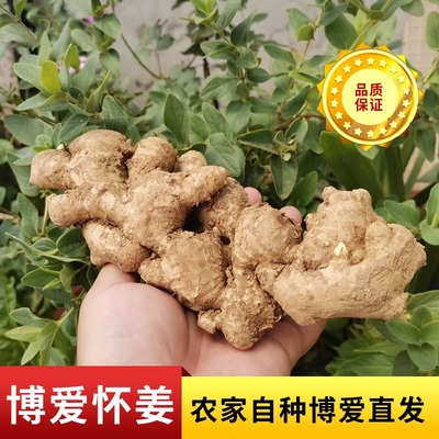 怀姜产地直发新鲜生姜自家种植