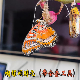 蝴蝶蛹可孵化 蝴蝶的蛹破茧成蝶观察养蝴蝶活物 可上手碧凤蝶绿带