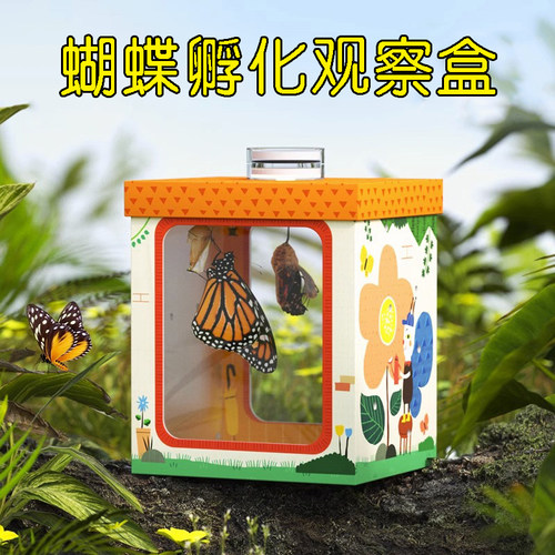 儿童蝴蝶蛹孵化观察盒 科学观察破茧成蝶小宠物观察盒 学生可饲养