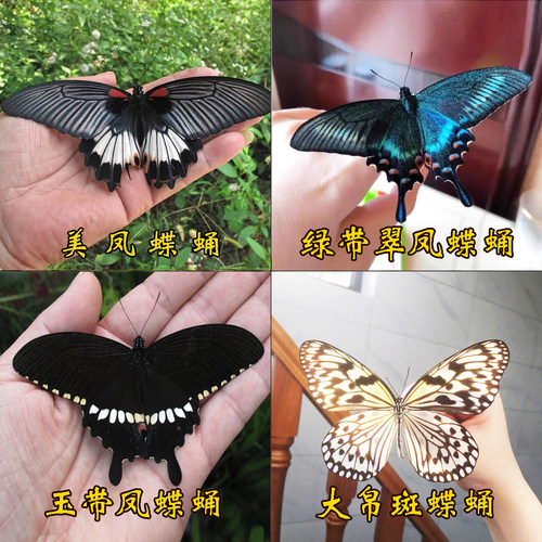 蝴蝶蛹可孵化多品种破茧成蝶观察