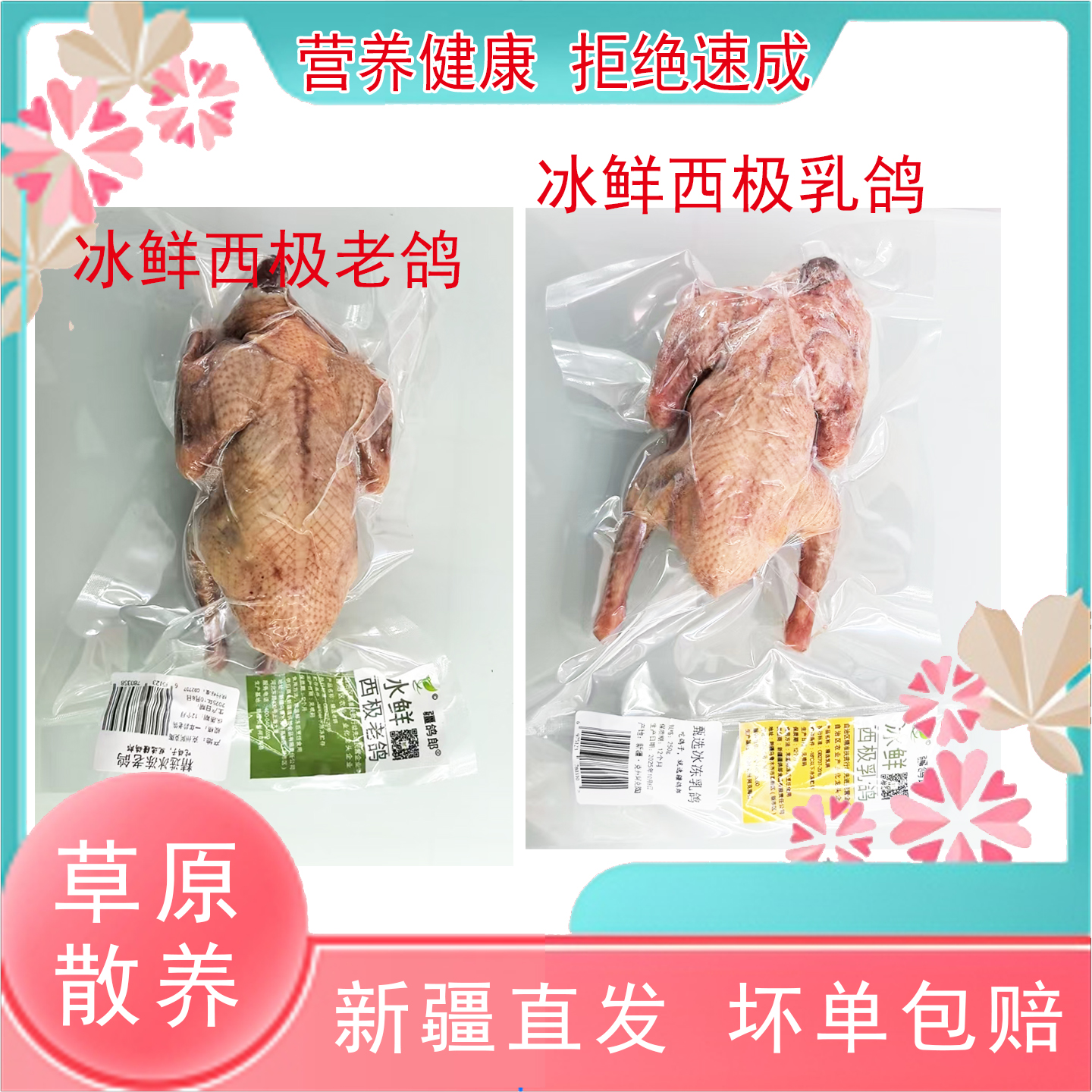 土鸽子散养肉炖煲汤乳鸽冰鲜老鸽