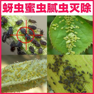 栀子花专用杀虫药蚜虫蚧壳虫粉虱吃叶虫青虫打虫药杀虫剂除虫子药