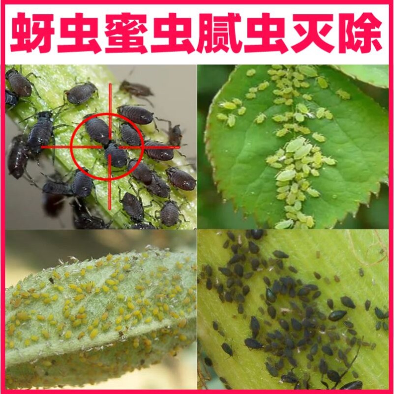 花上有虫子栀子花茉莉花生虫子药多肉长白虫灭花土花卉兰花除虫药