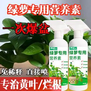 绿萝营养液专用肥绿箩营养素绿罗肥料家用植物花肥盆栽土培水培用