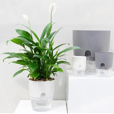 ABS Automatic Self Watering Flower Pot for Succulent Plants