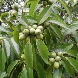 新采青冈栎种子 青冈树种子 紫心木种子 气象树种子 槲栎种子