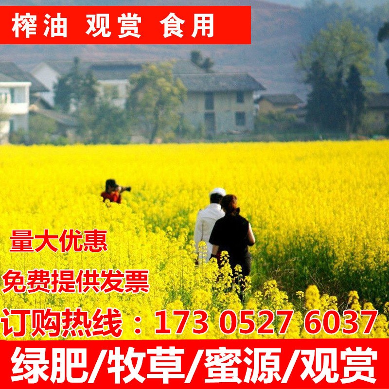 油菜籽四季花卉种子耐寒高产高产