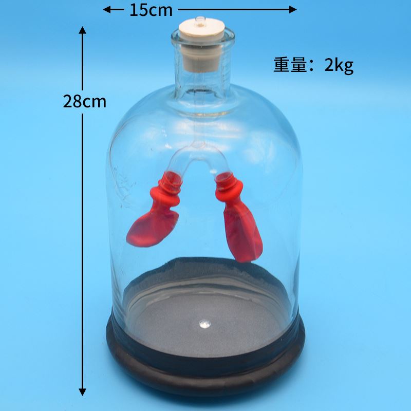 膈肌运动模拟器 j3325 中学生实验器材模型 初中高中 教学物仪