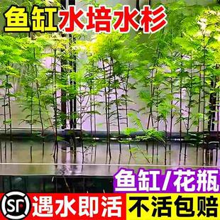 水杉树苗水培植物和鱼共养四季盆栽室内客厅绿植水生植物鱼缸造景