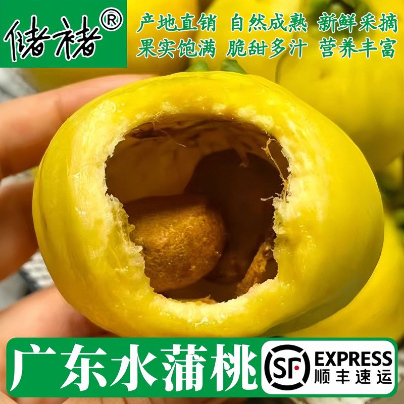 【顺丰】正宗水蒲桃 新鲜水果 叮当果水葡萄铃铛果蒲桃整箱包邮