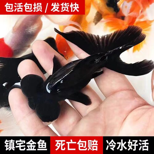 黑龙睛金鱼耐寒冷水淡水小鱼