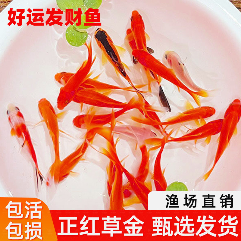 中国红锦鲫草金冷水易存活观赏鱼鱼苗鱼缸适合新手养殖耐寒耐高温