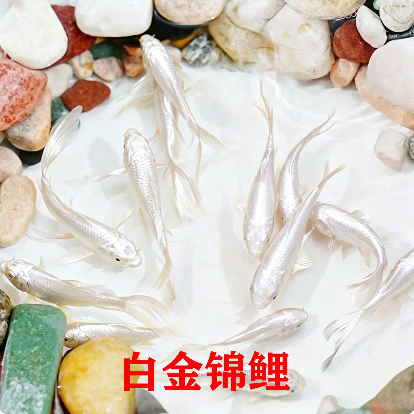 纯种耐寒白金锦鲤冷水观赏鱼易存活纯种白色锦鲤鱼苗起运白金锦鲤