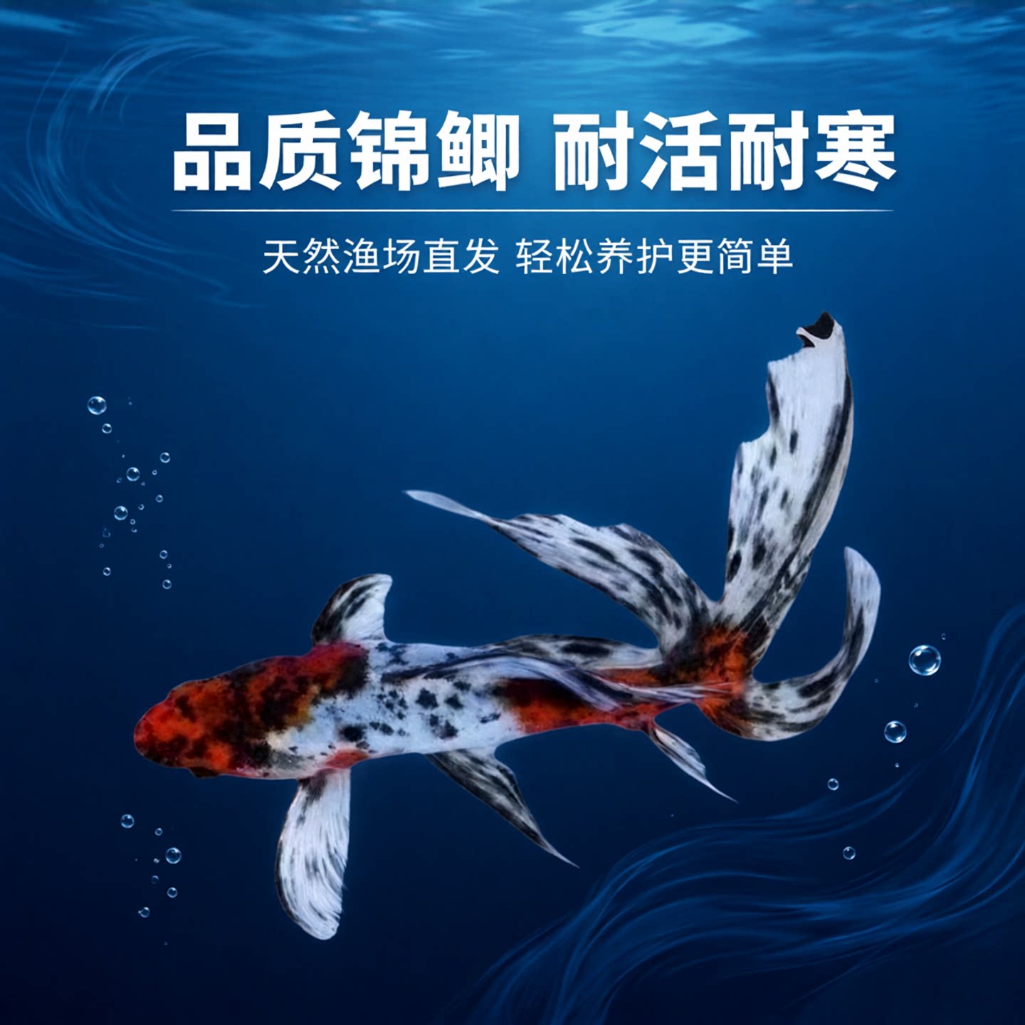 兰花草金锦鲫五花色好养耐活耐寒冷水鱼观赏鱼鱼缸鱼苗易养活锦鲤