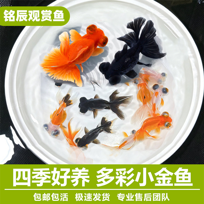 黑红龙睛小金鱼鱼苗鱼缸观赏鱼易存活耐寒好耐活养冷水鱼水族宠物