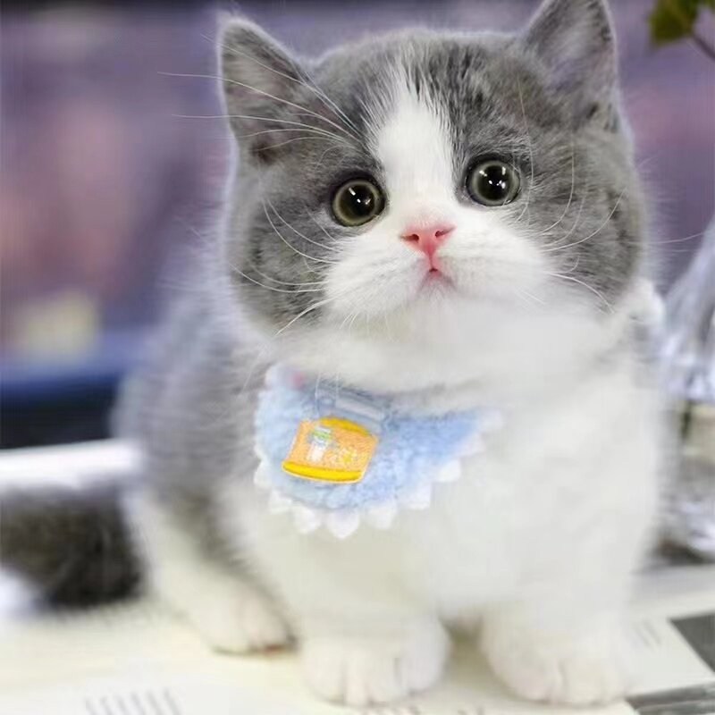 纯种蓝白英短猫活体银渐层猫幼猫矮脚猫英国短毛猫活物宠物小猫咪