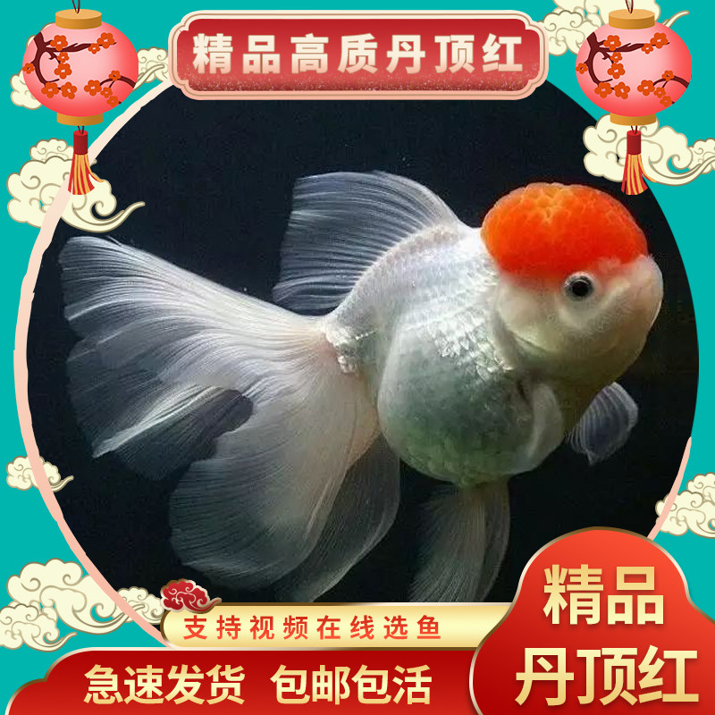 丹顶红金鱼鹤顶红观赏鱼活体小红帽冷水鱼不加温淡水狮子头锦鲤鱼
