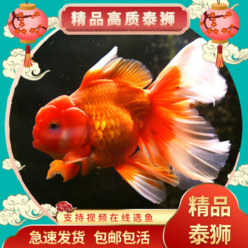 泰狮金鱼不用加温入缸包活教饲养