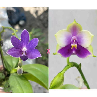 花农杰哥原生种珍奇类蝴蝶兰直播用 JG2361马丁交沙美娜宝石