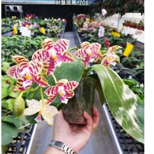 花农杰哥原生种蝴蝶兰林登斑马 708