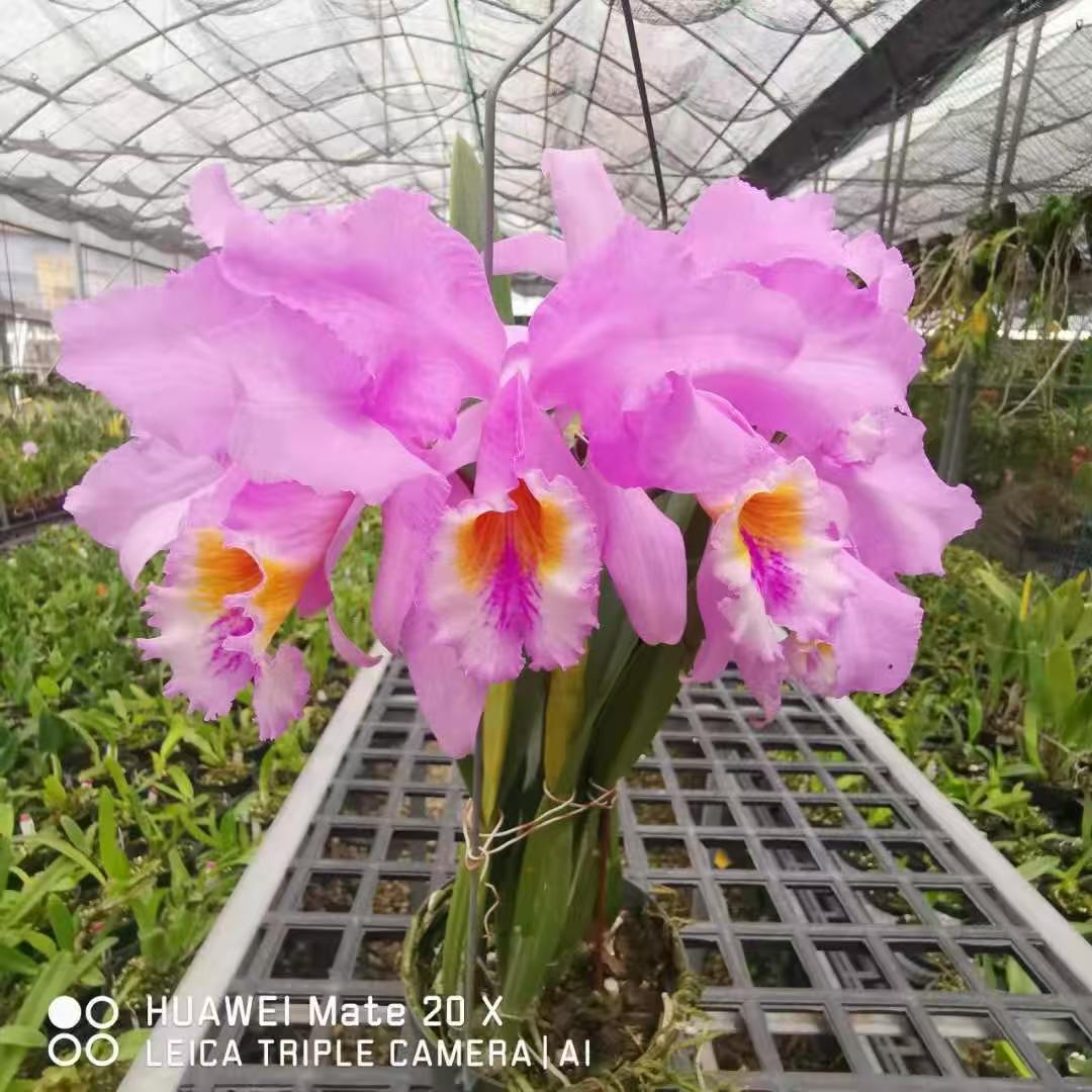 卡特兰 莫西戴安娜 花农杰哥兰园图片