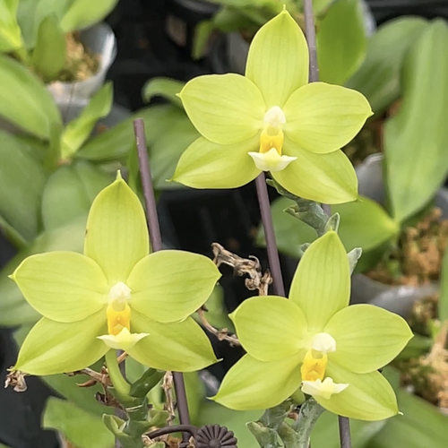 JG111长青蝴蝶兰 花农杰哥原生种珍奇类蝴蝶兰直播用