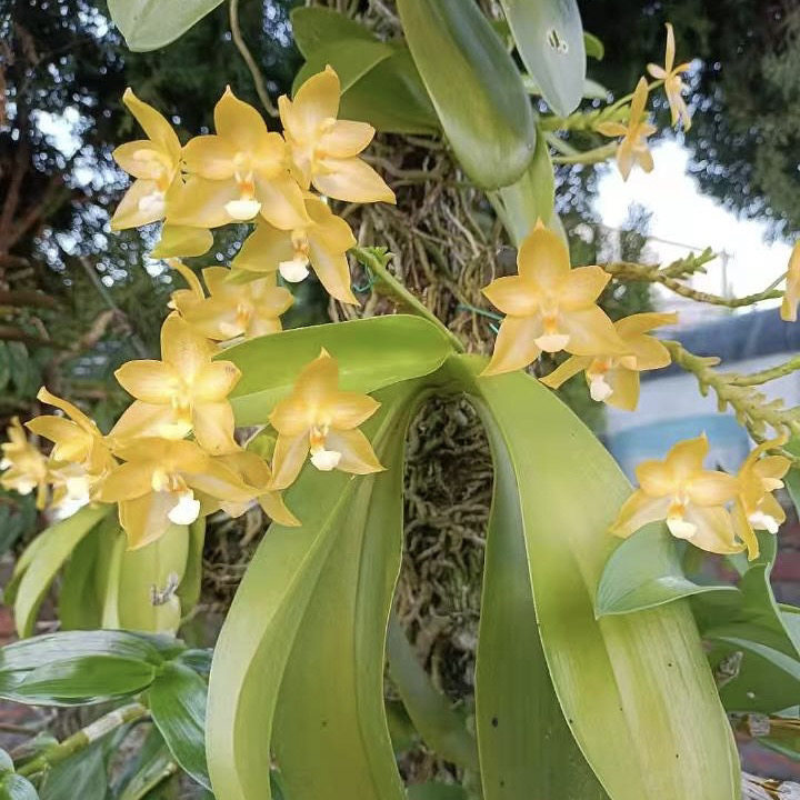 花农杰哥原生种直播专用链接蝴蝶兰白河明月