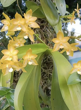 花农杰哥原生种直播专用链接蝴蝶兰白河明月