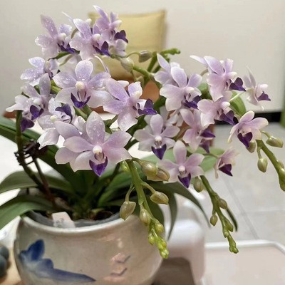 花农杰哥原生种珍奇类蝴蝶兰蓝宝石 紫式部