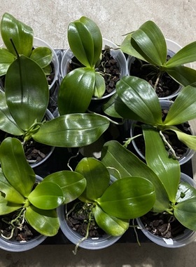 花农杰哥原生种珍奇类蝴蝶兰直播用 盲盒（大杯两颗）