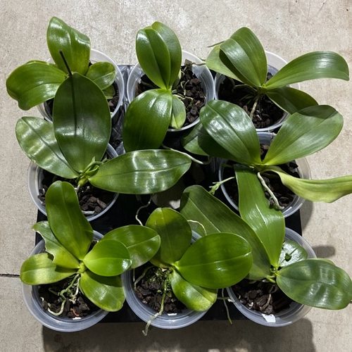 花农杰哥原生种珍奇类蝴蝶兰直播用 盲盒