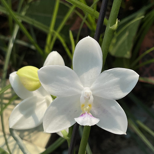 雪花盾 花农杰哥原生种珍奇类蝴蝶兰直播用