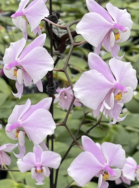 花农杰哥原生种蝴蝶兰直播用虎斑西蕾丽JG2321