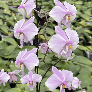 花农杰哥原生种蝴蝶兰直播用虎斑西蕾丽JG2321