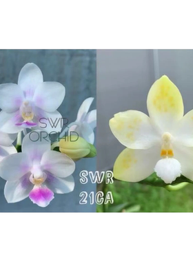 花农杰哥原生种蝴蝶兰直播用链接 SWR21CA