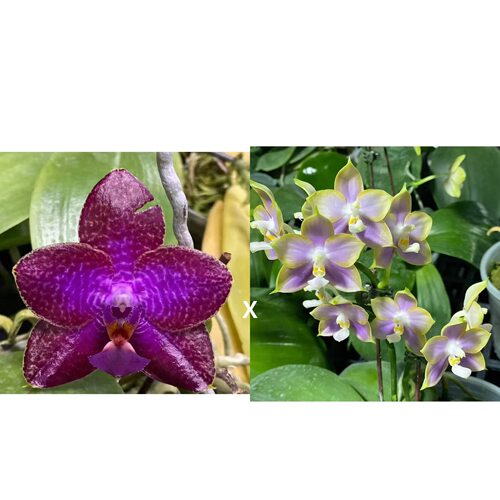 弥陀AMM337 花农杰哥原生种珍奇类蝴蝶兰