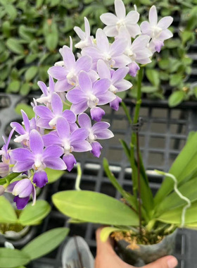 花农杰哥原生种珍奇类蝴蝶兰直播用蓝星