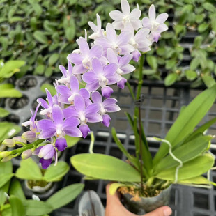 花农杰哥原生种珍奇类蝴蝶兰直播用蓝星