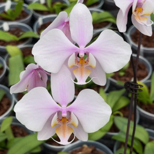 花农杰哥原生种西蕾丽蝴蝶兰直播用 JG2316桑德交西蕾丽”玉兔“