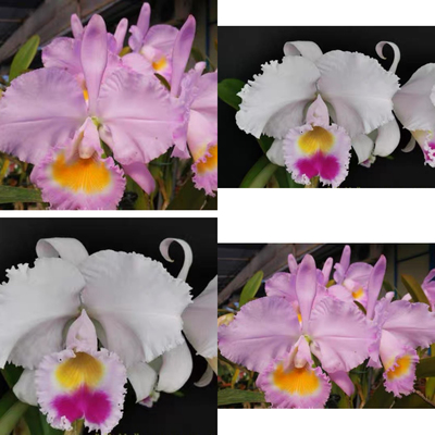 卡特兰 同色特里猎户座（实生苗） 花农杰哥兰园