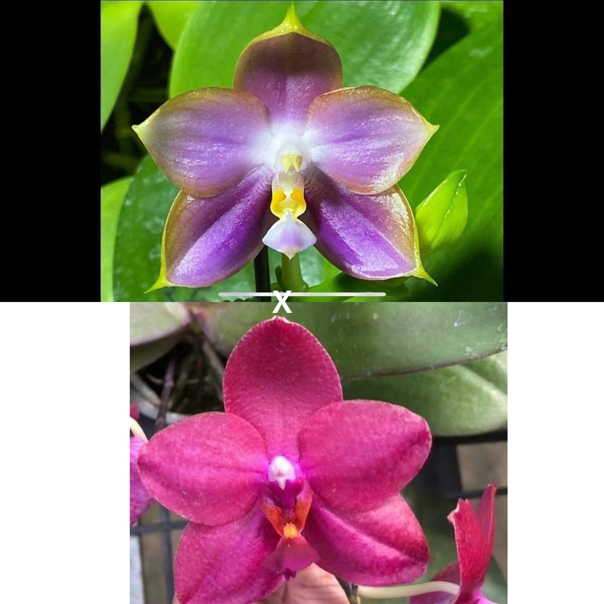 花农杰哥原生种趣味珍奇类蝴蝶兰直播专用AMM22