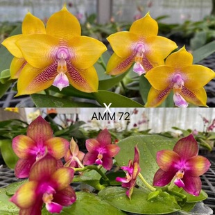 花农杰哥原生种直播专用链接珍奇类蝴蝶兰弥陀AMM72