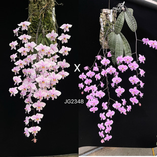 花农杰哥原生种蝴蝶兰蕾丽JG2348