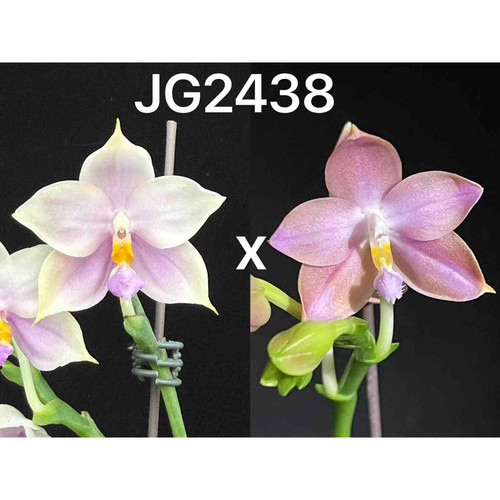 JG2438 花农杰哥原生种珍奇类蝴蝶兰