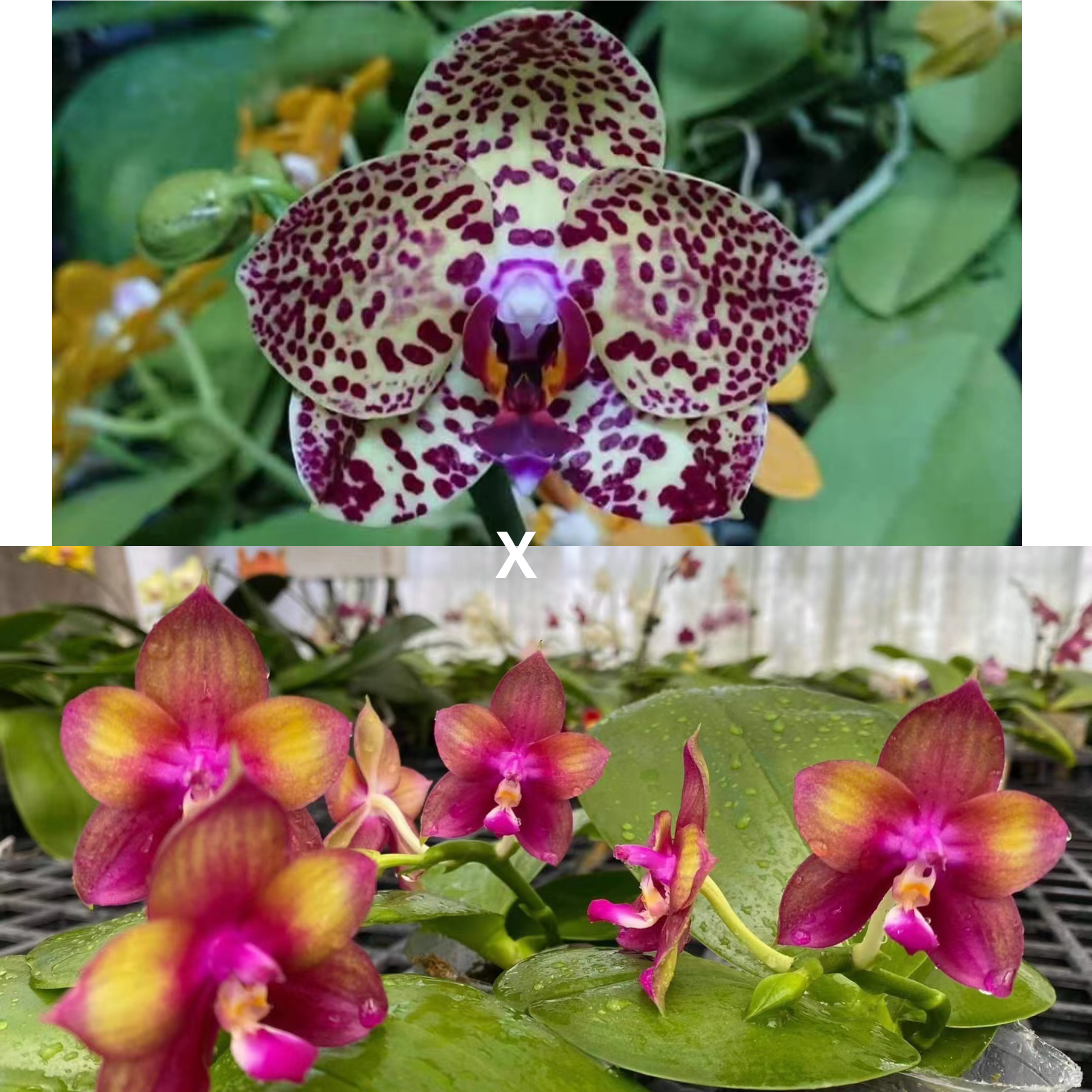 花农杰哥原生种蝴蝶兰直播用 AMM67