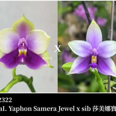 JG2322莎美娜宝石 花农杰哥原生种蝴蝶兰直播专用